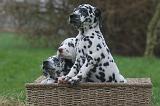 DALMATIEN 497